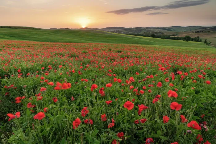 Framed Print : Poppy field at sunrise, near San Quirico d'Orcia, Tuscany, Italy Framed Print : Poppy field at sunrise, near San Quirico d'Orcia, Tuscany, Italy