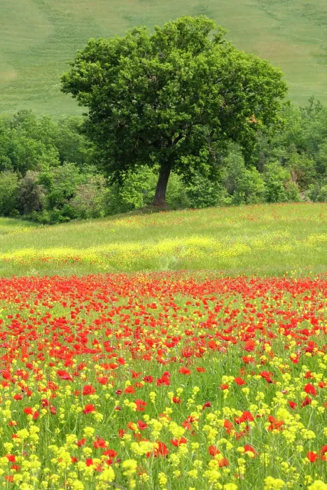 Framed Print : Poppy field and tree, near Montalcino, Tuscany, Italy Framed Print : Poppy field and tree, near Montalcino, Tuscany, Italy