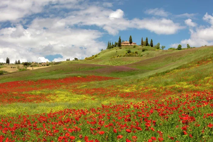 Framed Print : Poppy fields and farmhouse, near San Quirico d'Orcia, Tuscany, Italy Framed Print : Poppy fields and farmhouse, near San Quirico d'Orcia, Tuscany, Italy