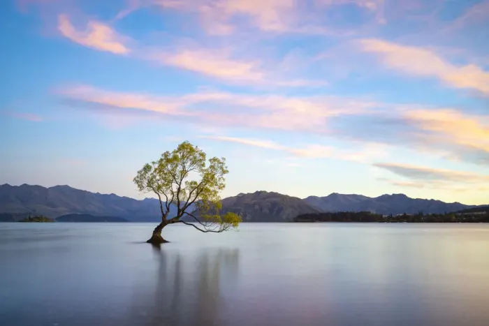 Framed Print : Popular lone tree in Roys Bay on Wanaka Lake against sky at sunrise, Wanaka