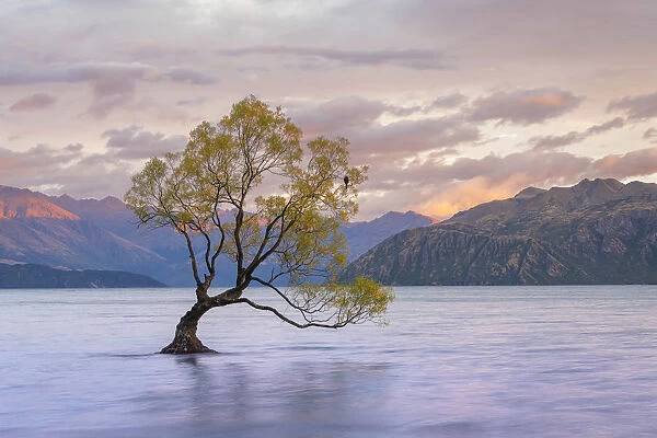 Popular lone tree in Roys Bay on Wanaka Lake at sunrise with mountains in background