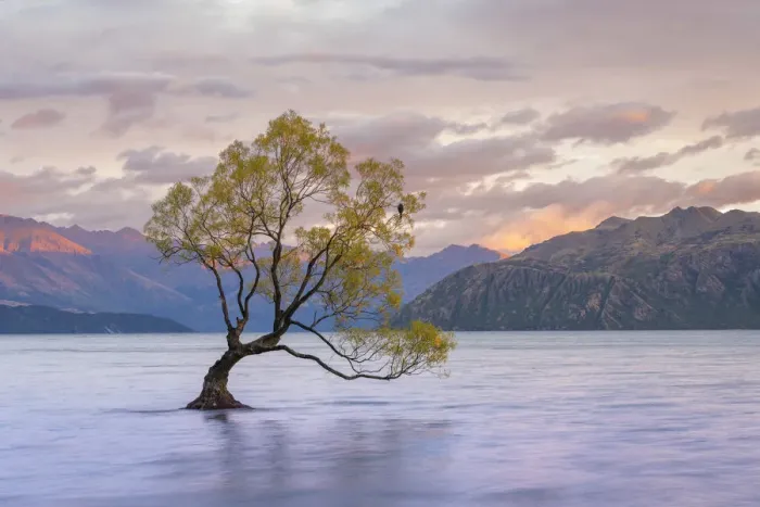 Framed Print : Popular lone tree in Roys Bay on Wanaka Lake at sunrise with mountains in background