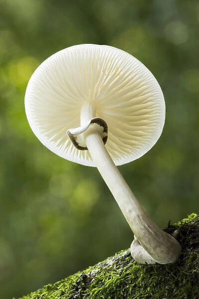 Porcelain Fungus (Oudemansiella mucida), New Forest National Park, Hampshire, England