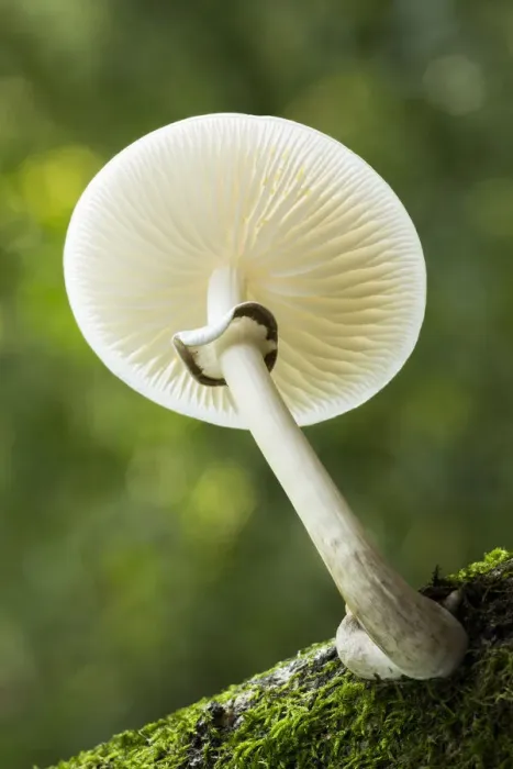 Framed Print : Porcelain Fungus (Oudemansiella mucida), New Forest National Park, Hampshire, England Framed Print : Porcelain Fungus (Oudemansiella mucida), New Forest National Park, Hampshire, England