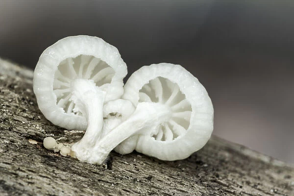 Porcelain Fungus (Oudemansiella mucida), New Forest National Park, Hampshire, England