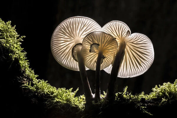 Porcelain Fungus (Oudemansiella mucida), New Forset, Hampshire, England, UK