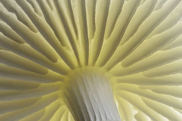 Porcelain Fungus (Oudemansiella mucida), close-up of gills, New Forest National Park
