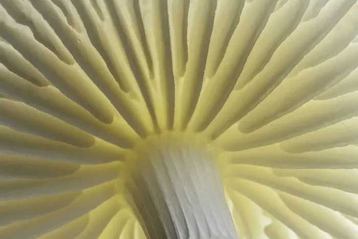 Framed Print : Porcelain Fungus (Oudemansiella mucida), close-up of gills, New Forest National Park Framed Print : Porcelain Fungus (Oudemansiella mucida), close-up of gills, New Forest National Park