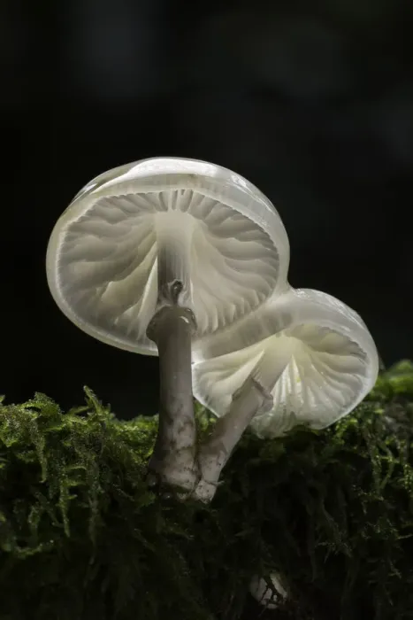 Framed Print : Porcelain Fungus (Oudemansiella mucida), New Forest National Park, Hampshire, England, UK Framed Print : Porcelain Fungus (Oudemansiella mucida), New Forest National Park, Hampshire, England, UK