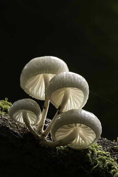 Porcelain Fungus (Oudemansiella mucida), New Forest National Park, Hampshire, England, UK