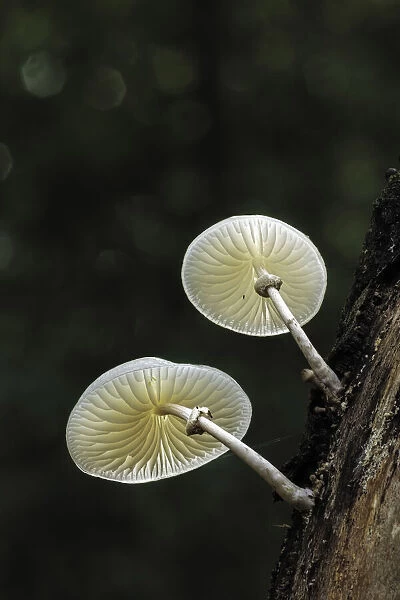 Porcelain Fungus (Oudemansiella mucida), New Forest National Park, Hampshire, England, UK
