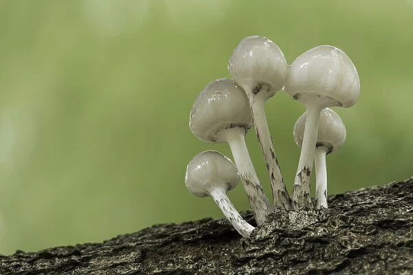 Porcelain Fungus (Oudemansiella mucida) emerging, New Forest National Park, Hampshire