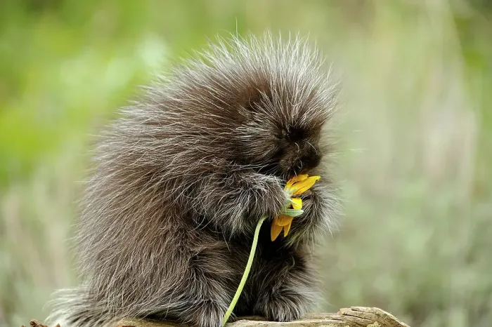Framed Print : Porcupine (Erethizon dorsatum) Adult eating flower, Bozeman, Montana, USA Framed Print : Porcupine (Erethizon dorsatum) Adult eating flower, Bozeman, Montana, USA