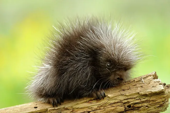 Framed Print : Porcupine (Erethizon dorsatum) Baby, Bozeman, Montana, USA