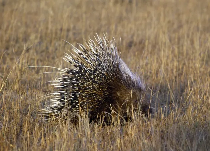 Framed Print : A porcupine in Masai Mara National Reserve Framed Print : A porcupine in Masai Mara National Reserve