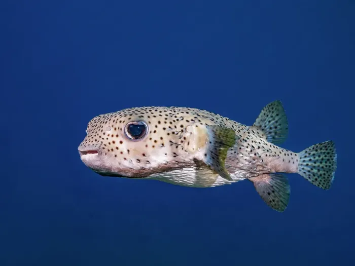 Framed Print : Porcupinefish (Diodon hystrix), Grand Cayman, Cayman Islands, British West Indies Also known as: Spot-Fin Porcupinefish, Black-Spotted Porcupinefish Framed Print : Porcupinefish (Diodon hystrix), Grand Cayman, Cayman Islands, British West Indies Also known as: Spot-Fin Porcupinefish, Black-Spotted Porcupinefish