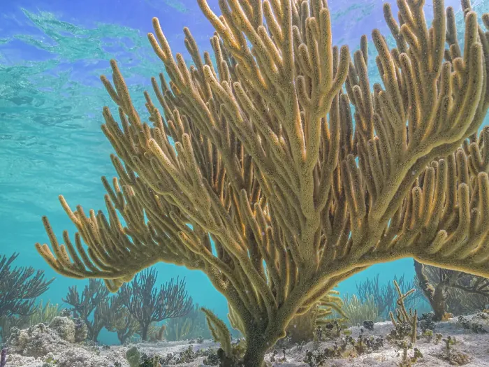 Framed Print : Porous Sea Rod (Pseudoplexaura sp.), Grand Cayman, Cayman Islands, British West Indies Framed Print : Porous Sea Rod (Pseudoplexaura sp.), Grand Cayman, Cayman Islands, British West Indies