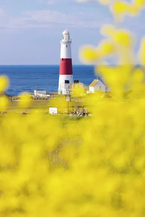 Framed Print : Portland Bill Lighthouse and flowers, Isle of Portland, Dorset, United Kingdom