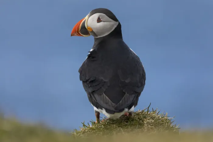 Framed Print : Portrait of an Atlantic Puffin in the island of Mykines. Faroe Islands Framed Print : Portrait of an Atlantic Puffin in the island of Mykines. Faroe Islands