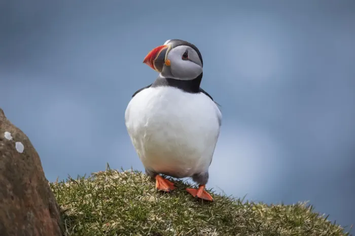 Framed Print : Portrait of an Atlantic Puffin in the island of Mykines. Faroe Islands