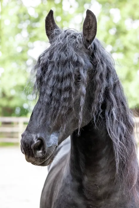 Framed Print : A portrait of a Friesian horse with a long mane, North-West Friesland, Netherlands Framed Print : A portrait of a Friesian horse with a long mane, North-West Friesland, Netherlands