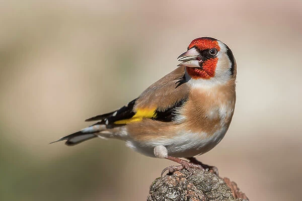 Portrait of a goldfinch, italy, trentino alto-adige