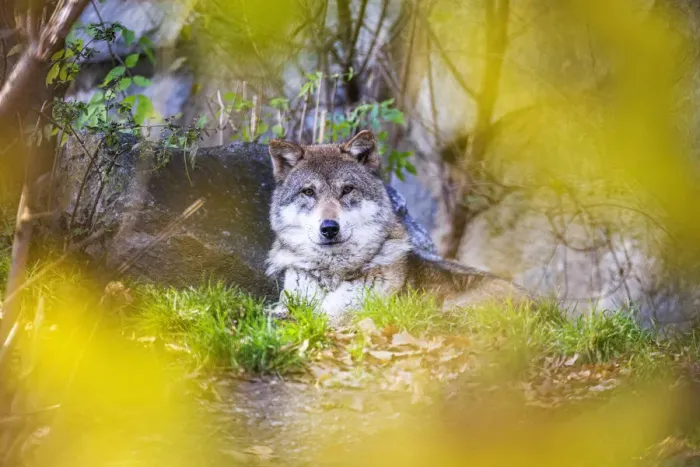 Framed Print : Portrait of grey wolf (Canis lupus Linnaeus) between autumn colors. Tyrol, Austria Framed Print : Portrait of grey wolf (Canis lupus Linnaeus) between autumn colors. Tyrol, Austria