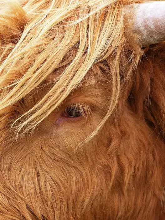 Framed Print : A portrait of a highland cow in Huisinish (Hushinish), Isle of Harris, Outer Hebrides, Scotland Framed Print : A portrait of a highland cow in Huisinish (Hushinish), Isle of Harris, Outer Hebrides, Scotland