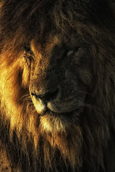 Portrait of male lion (panthera leo) scarface in the msai mara game reserve, Kenya