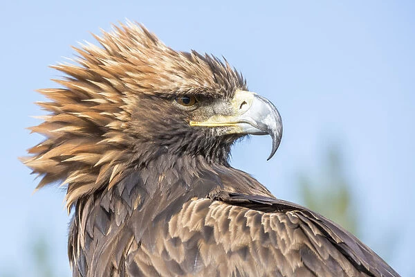 Portrait of a Mongolian eagle. Tov province, Mongolia