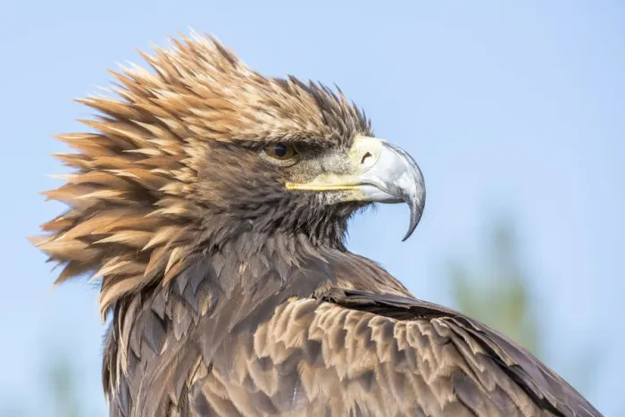 Framed Print : Portrait of a Mongolian eagle. Tov province, Mongolia Framed Print : Portrait of a Mongolian eagle. Tov province, Mongolia