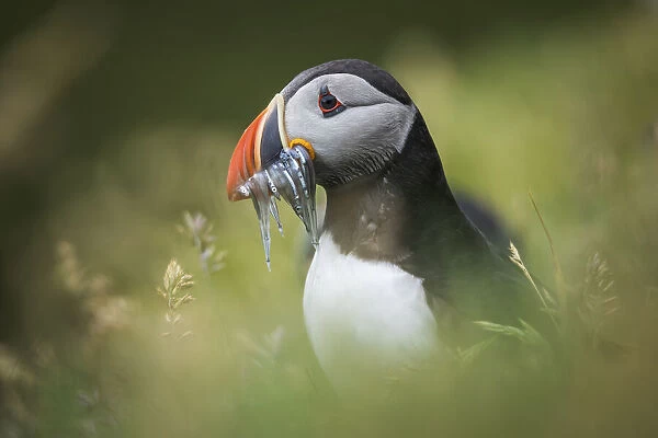 Portrait of a puffin carrying several sand eels. Mykines, Faroe Islands