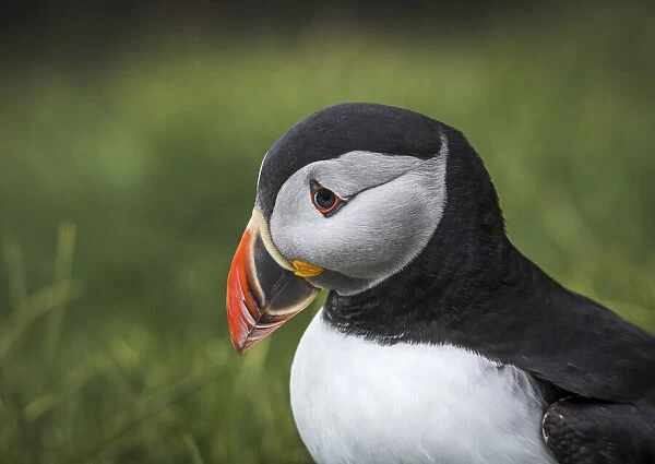 Portrait of a puffin standing on the grass. Mykines, Faroe Islands