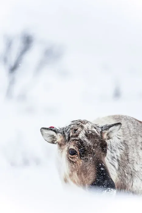 Framed Print : Portrait of reindeer in the frozen snowy landscape, Kvaloya, Sommaroy, Troms county, Norway Framed Print : Portrait of reindeer in the frozen snowy landscape, Kvaloya, Sommaroy, Troms county, Norway