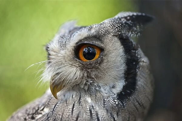 A portrait of a White-faced Scops-Owl, a species of small owl with ear tufts that are raised when the bird is disturbed