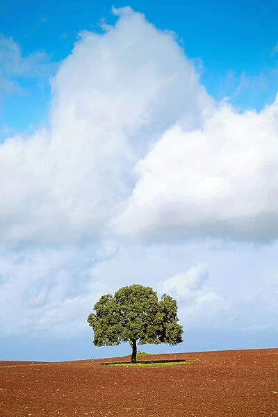 Portugal, Alentejo, a solitary cork oak tree in a ploughed field