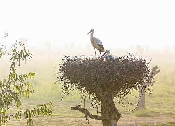 Portugal, Algarve, Alvor, Storks in nest