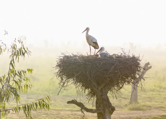 Framed Print : Portugal, Algarve, Alvor, Storks in nest Framed Print : Portugal, Algarve, Alvor, Storks in nest