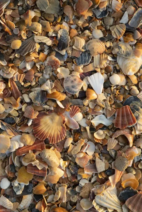 Framed Print : Portugal, Algarve, Lagos, Sea shells on beach