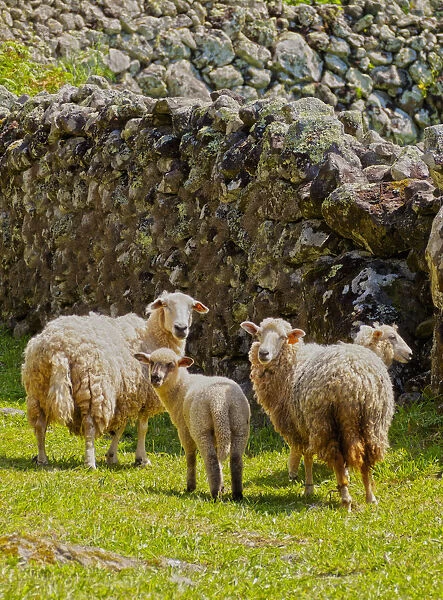 Portugal, Azores, Flores, Faja Grande, Sheeps on the trail near Faja Grande
