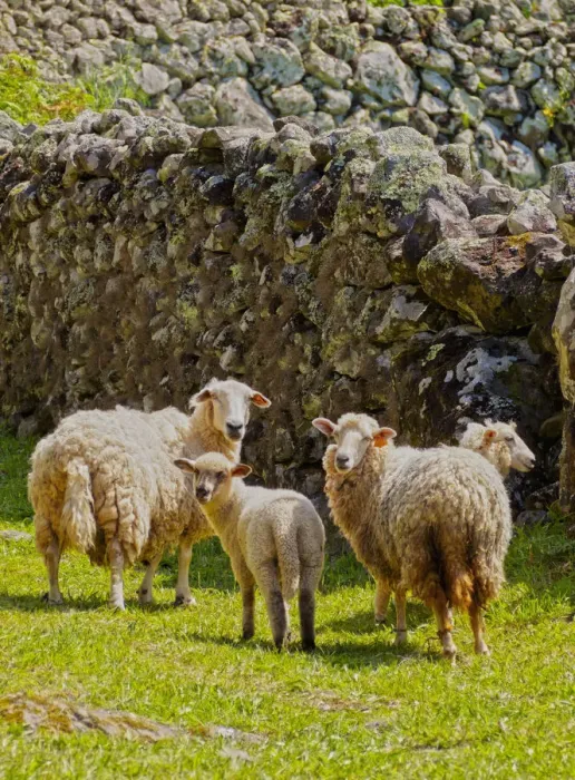 Framed Print : Portugal, Azores, Flores, Faja Grande, Sheeps on the trail near Faja Grande Framed Print : Portugal, Azores, Flores, Faja Grande, Sheeps on the trail near Faja Grande