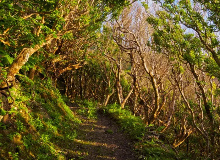 Framed Print : Portugal, Azores, Flores, Old Trail between Mosteiro and Lajedo Framed Print : Portugal, Azores, Flores, Old Trail between Mosteiro and Lajedo