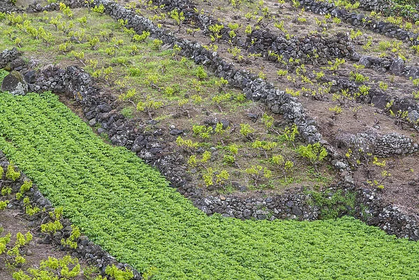 Portugal, Azores, Pico Island, Canto, volcanic rock vineyards