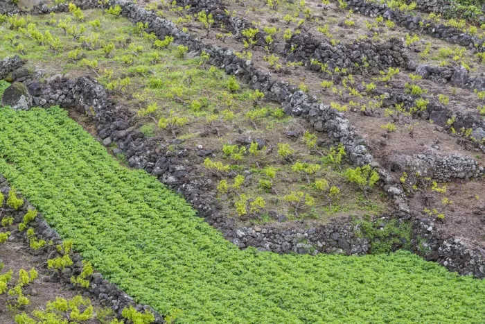 Framed Print : Portugal, Azores, Pico Island, Canto, volcanic rock vineyards Framed Print : Portugal, Azores, Pico Island, Canto, volcanic rock vineyards
