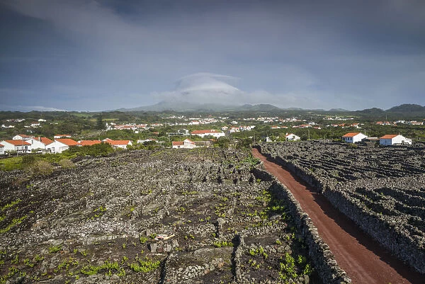 Portugal, Azores, Pico Island, Criacao Velha, country road among vineyards in volcanic