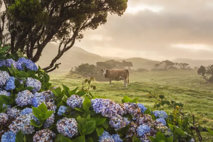 Framed Print : Portugal, Azores, Pico, Landscape of the island with cow Framed Print : Portugal, Azores, Pico, Landscape of the island with cow