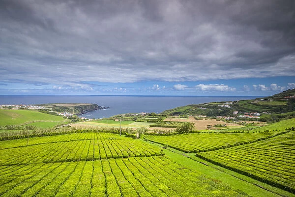 Portugal, Azores, Sao Miguel Island, Gorreana of the last tea plantation in Europe