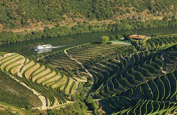 Portugal, Douro, Terraced vineyards and boat