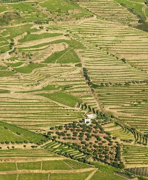Portugal, Douro, Terraced vineyards and farm
