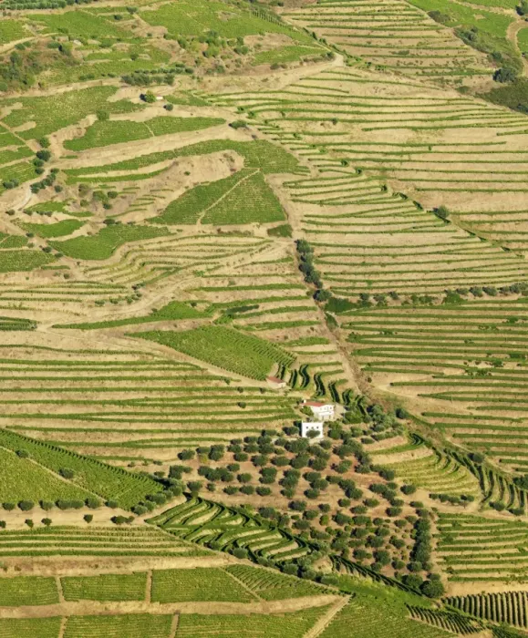 Framed Print : Portugal, Douro, Terraced vineyards and farm Framed Print : Portugal, Douro, Terraced vineyards and farm